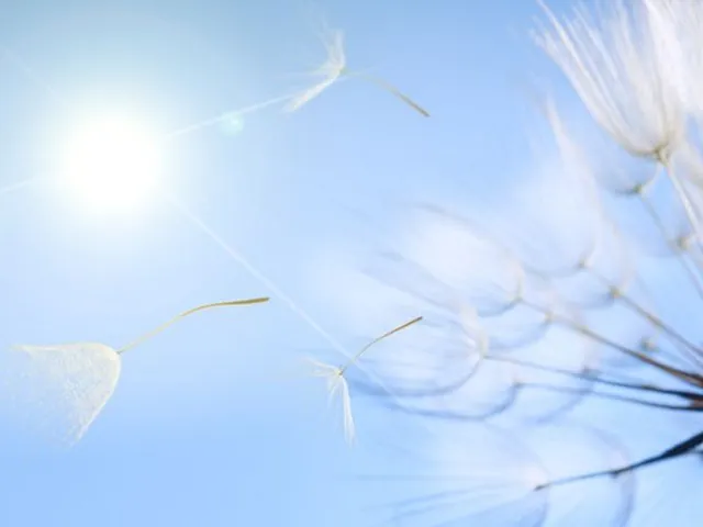 Dandelions blowing in the wind on a sunny day